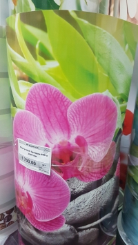 Скинали Желто-зеленые орхидеи 600 х 3000 мм в Орехово-Зуево купить за 1350 руб  в интернет-магазине стройматериалов СтройДвор на Карболите 