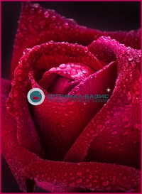 Фотообои 126 Бархатная роза 98 х 134 
