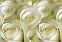 Кухонный фартук - Интерьерная панель Белые розы 600 х 3000 мм 