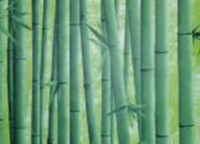 Самоклеящаяся пленка 09-1А D&B 45 х 8 м (бамбук зеленый) 
