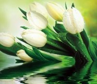 Фотообои 001 Белые тюльпаны 294 х 260 