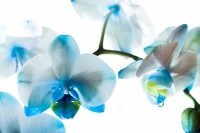Фотообои 210 Голубая орхидея 134 х 196 