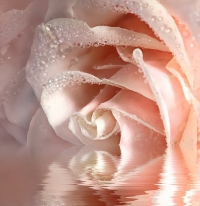 Фотообои 082 Кремовая роза 196 х 201 в Орехово-Зуево купить за 1070 руб  в интернет-магазине стройматериалов СтройДвор на Карболите 